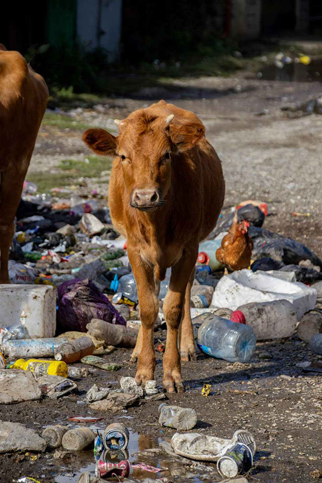 cow surrended by trash